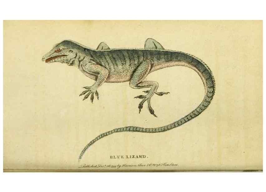 Reproducción/Reproduction 19963293528: The Naturalist's Pocket Magazine or compleat cabinet of the curiosities and beauties of nature.. London.