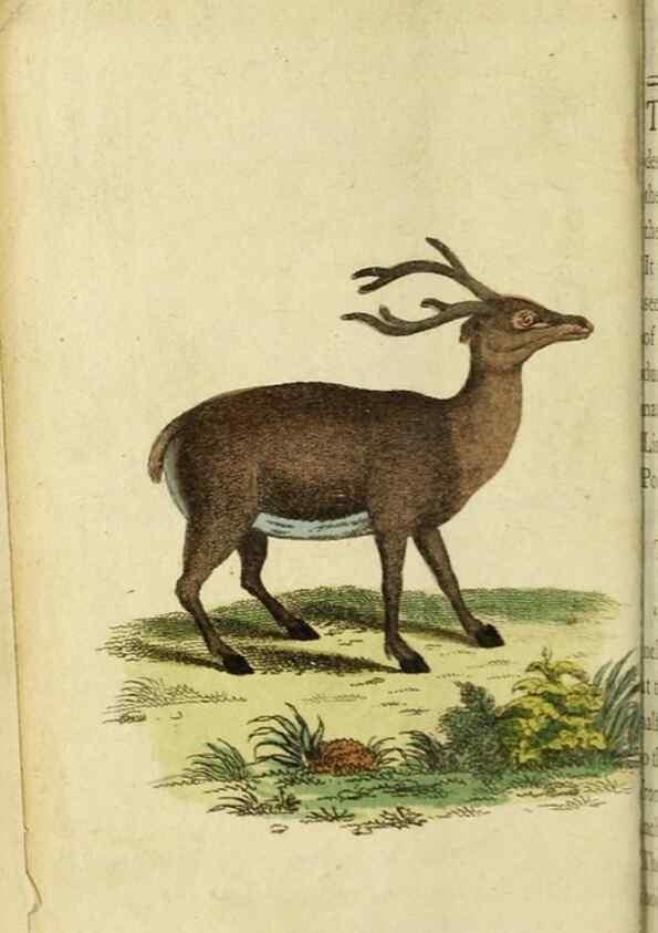 Reproducción/Reproduction 19963370590: The Naturalist's Pocket Magazine or compleat cabinet of the curiosities and beauties of nature.. London.
