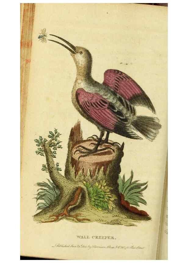 Reproducción/Reproduction 19964706199: The Naturalist's Pocket Magazine or compleat cabinet of the curiosities and beauties of nature.. London.