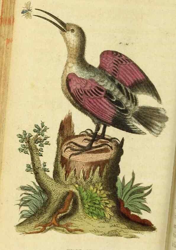 Reproducción/Reproduction 19964706199: The Naturalist's Pocket Magazine or compleat cabinet of the curiosities and beauties of nature.. London.
