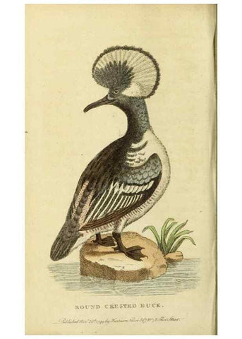 Reproducción/Reproduction 20125048646: The Naturalist's Pocket Magazine or compleat cabinet of the curiosities and beauties of nature.. London.