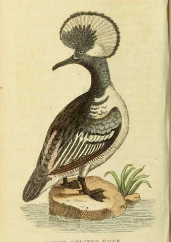 Reproducción/Reproduction 20125048646: The Naturalist's Pocket Magazine or compleat cabinet of the curiosities and beauties of nature.. London.