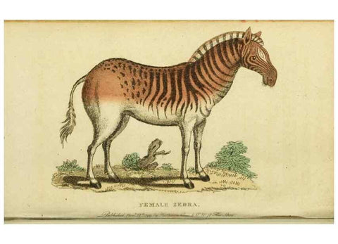 Reproducción/Reproduction 19964636489: The Naturalist's Pocket Magazine or compleat cabinet of the curiosities and beauties of nature.. London.