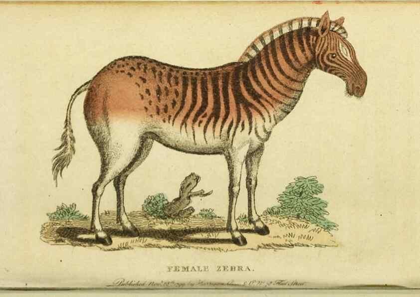 Reproducción/Reproduction 19964636489: The Naturalist's Pocket Magazine or compleat cabinet of the curiosities and beauties of nature.. London.