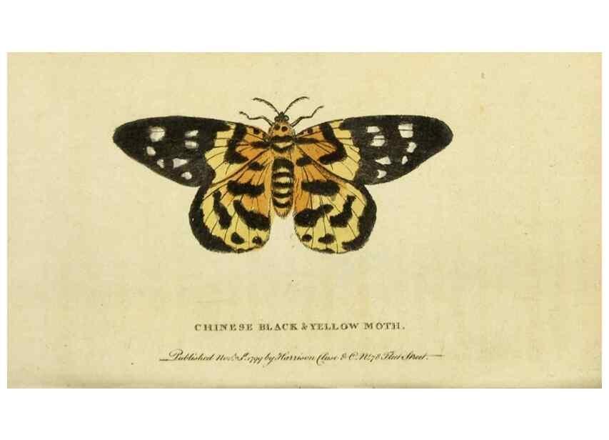Reproducción/Reproduction 20143239162: The Naturalist's Pocket Magazine or compleat cabinet of the curiosities and beauties of nature.. London.