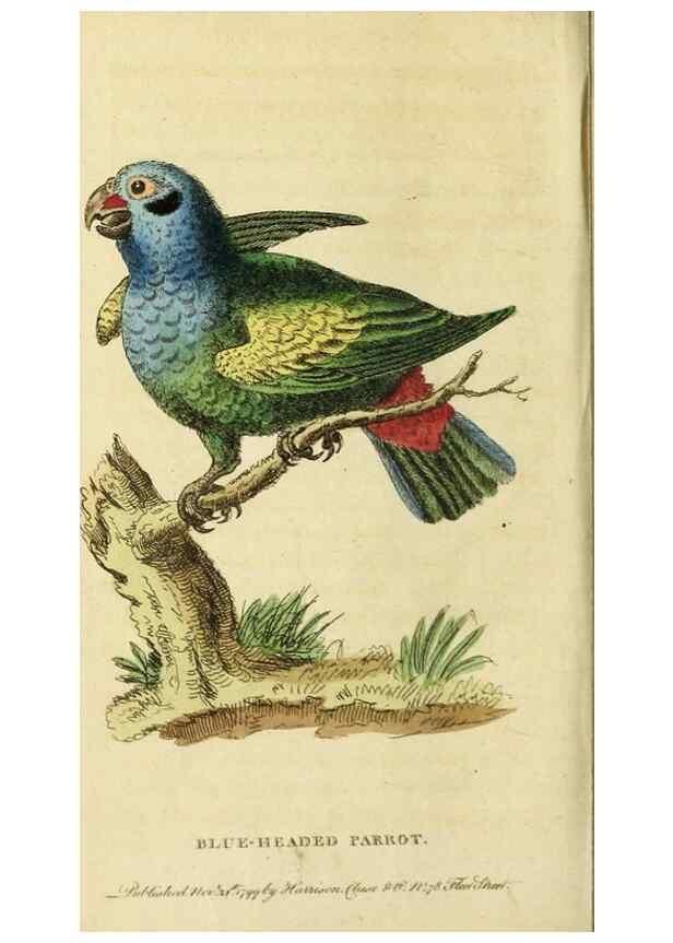 Reproducción/Reproduction 19530325783: The Naturalist's Pocket Magazine or compleat cabinet of the curiosities and beauties of nature.. London.