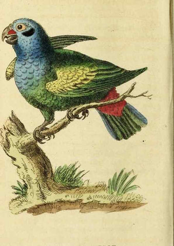 Reproducción/Reproduction 19530325783: The Naturalist's Pocket Magazine or compleat cabinet of the curiosities and beauties of nature.. London.
