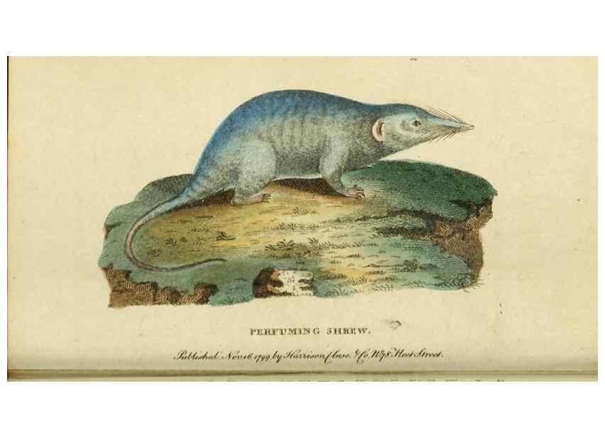 Reproducción/Reproduction 19963228370: The Naturalist's Pocket Magazine or compleat cabinet of the curiosities and beauties of nature.. London.