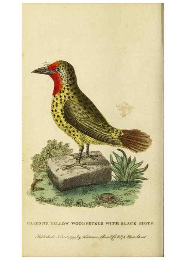 Reproducción/Reproduction 20143172472: The Naturalist's Pocket Magazine or compleat cabinet of the curiosities and beauties of nature.. London.