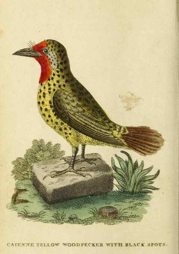 Reproducción/Reproduction 20143172472: The Naturalist's Pocket Magazine or compleat cabinet of the curiosities and beauties of nature.. London.