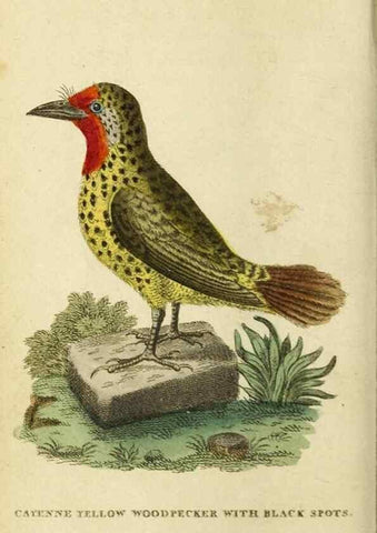 Reproducción/Reproduction 20143172472: The Naturalist's Pocket Magazine or compleat cabinet of the curiosities and beauties of nature.. London.