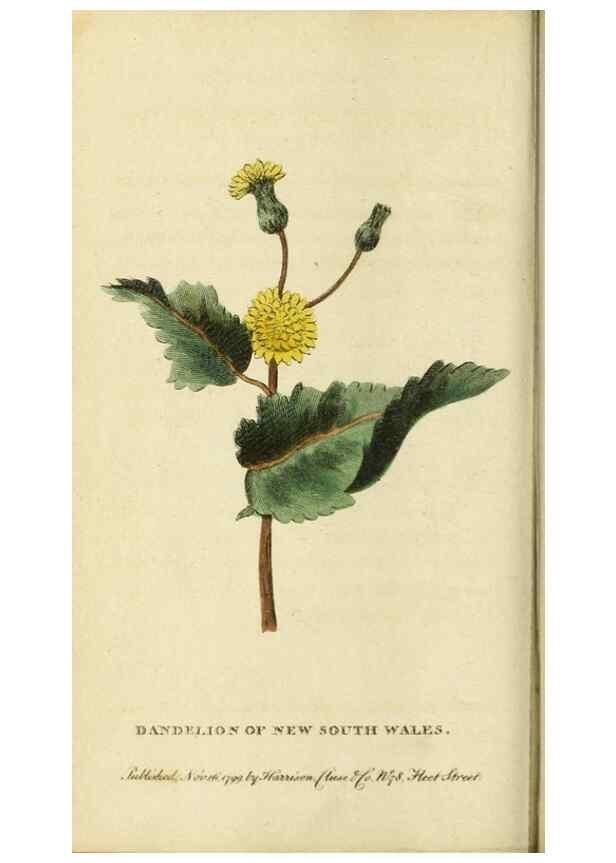 Reproducción/Reproduction 20143176572: The Naturalist's Pocket Magazine or compleat cabinet of the curiosities and beauties of nature.. London.