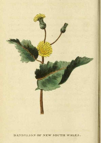 Reproducción/Reproduction 20143176572: The Naturalist's Pocket Magazine or compleat cabinet of the curiosities and beauties of nature.. London.