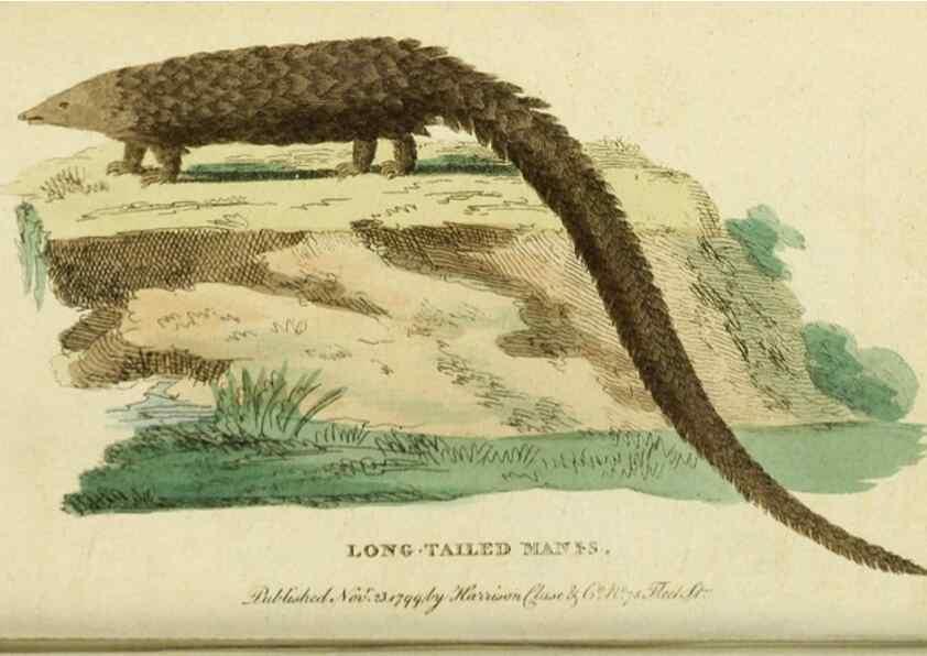 Reproducción/Reproduction 19963168228: The Naturalist's Pocket Magazine or compleat cabinet of the curiosities and beauties of nature.. London.