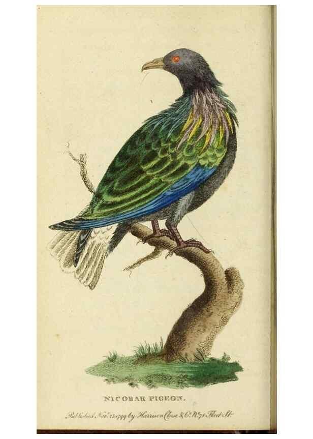 Reproducción/Reproduction 19963245620: The Naturalist's Pocket Magazine or compleat cabinet of the curiosities and beauties of nature.. London.