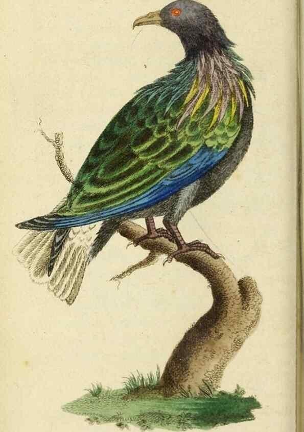 Reproducción/Reproduction 19963245620: The Naturalist's Pocket Magazine or compleat cabinet of the curiosities and beauties of nature.. London.