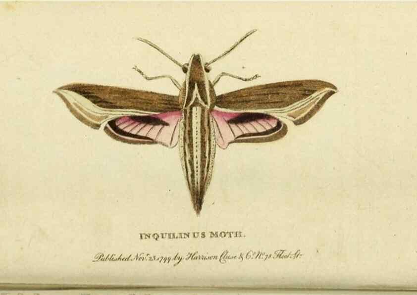 Reproducción/Reproduction 19528607774: The Naturalist's Pocket Magazine or compleat cabinet of the curiosities and beauties of nature.. London.