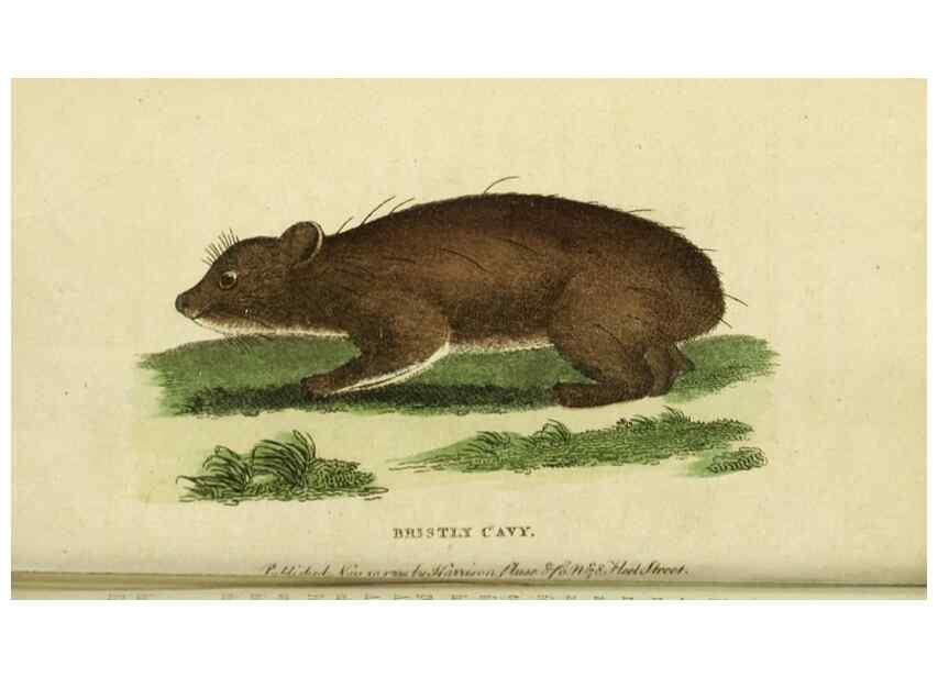 Reproducción/Reproduction 20151256485: The Naturalist's Pocket Magazine or compleat cabinet of the curiosities and beauties of nature.. London.
