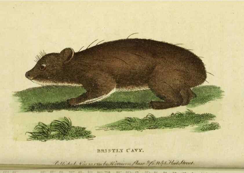 Reproducción/Reproduction 20151256485: The Naturalist's Pocket Magazine or compleat cabinet of the curiosities and beauties of nature.. London.
