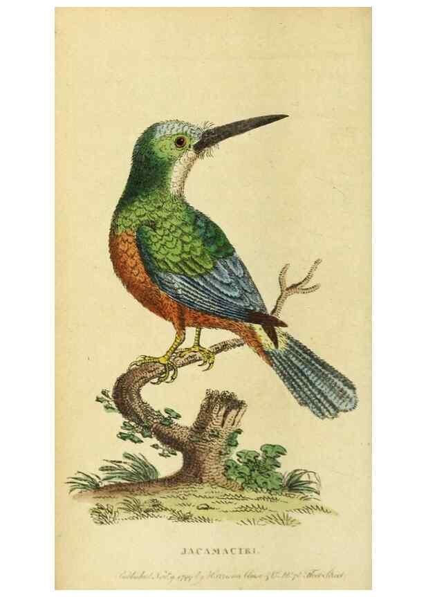 Reproducción/Reproduction 19530247853: The Naturalist's Pocket Magazine or compleat cabinet of the curiosities and beauties of nature.. London.