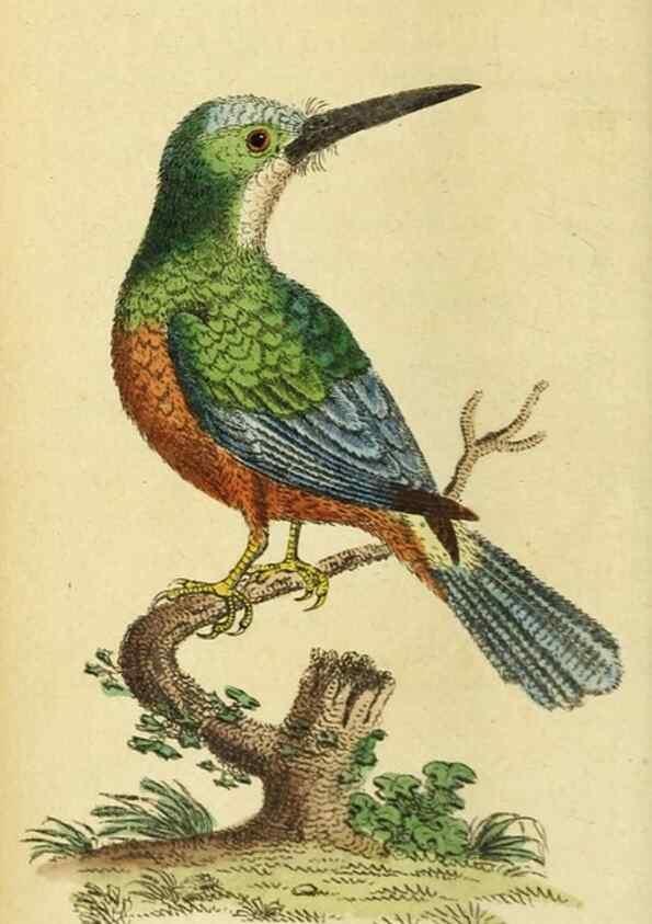 Reproducción/Reproduction 19530247853: The Naturalist's Pocket Magazine or compleat cabinet of the curiosities and beauties of nature.. London.