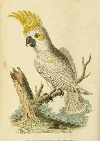 Reproducción/Reproduction 19963256860: The Naturalist's Pocket Magazine or compleat cabinet of the curiosities and beauties of nature.. London.