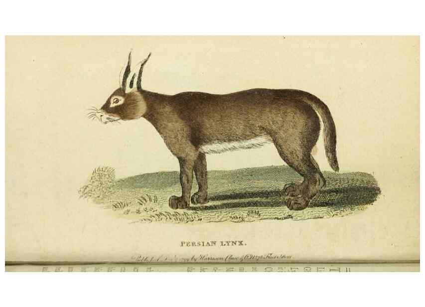 Reproducción/Reproduction 20125004856: The Naturalist's Pocket Magazine or compleat cabinet of the curiosities and beauties of nature.. London.