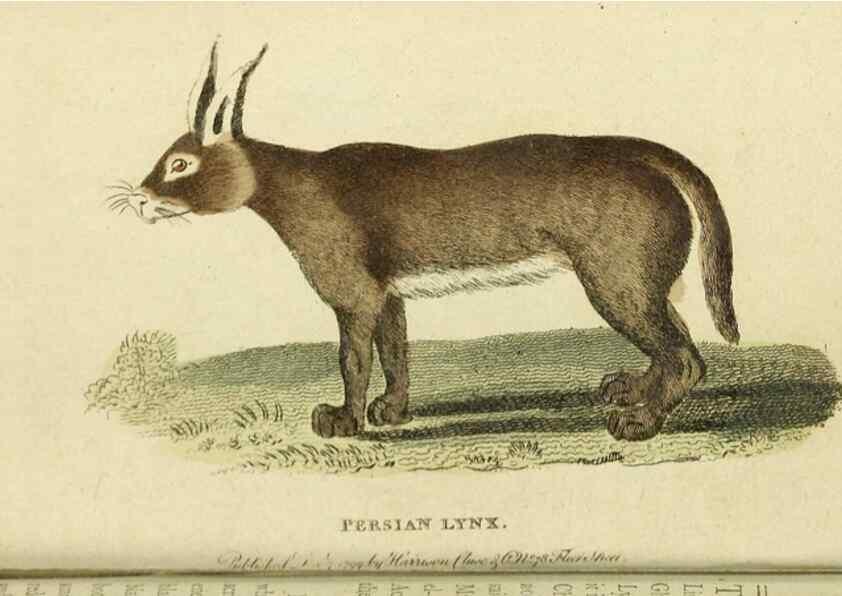 Reproducción/Reproduction 20125004856: The Naturalist's Pocket Magazine or compleat cabinet of the curiosities and beauties of nature.. London.