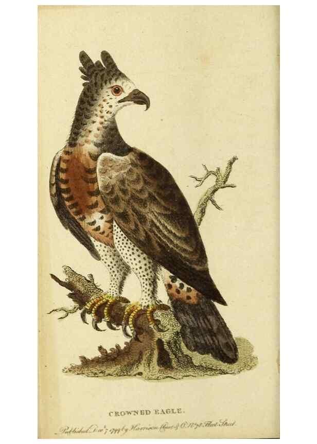 Reproducción/Reproduction 20156847461: The Naturalist's Pocket Magazine or compleat cabinet of the curiosities and beauties of nature.. London.