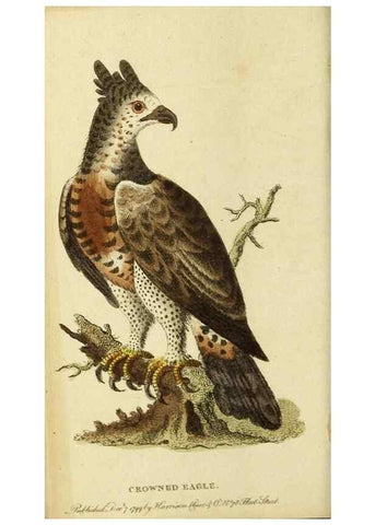 Reproducción/Reproduction 20156847461: The Naturalist's Pocket Magazine or compleat cabinet of the curiosities and beauties of nature.. London.