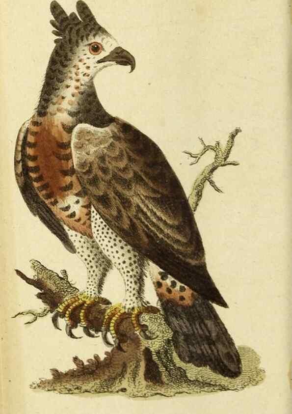 Reproducción/Reproduction 20156847461: The Naturalist's Pocket Magazine or compleat cabinet of the curiosities and beauties of nature.. London.