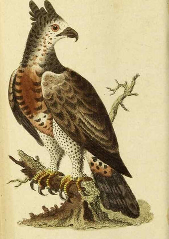 Reproducción/Reproduction 20156847461: The Naturalist's Pocket Magazine or compleat cabinet of the curiosities and beauties of nature.. London.