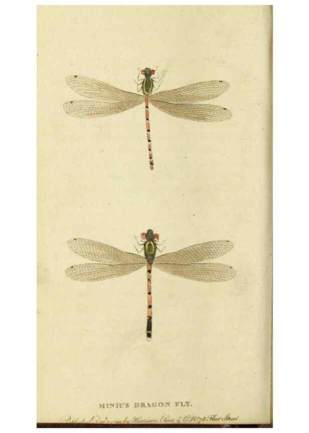 Reproducción/Reproduction 20143214022: The Naturalist's Pocket Magazine or compleat cabinet of the curiosities and beauties of nature.. London.