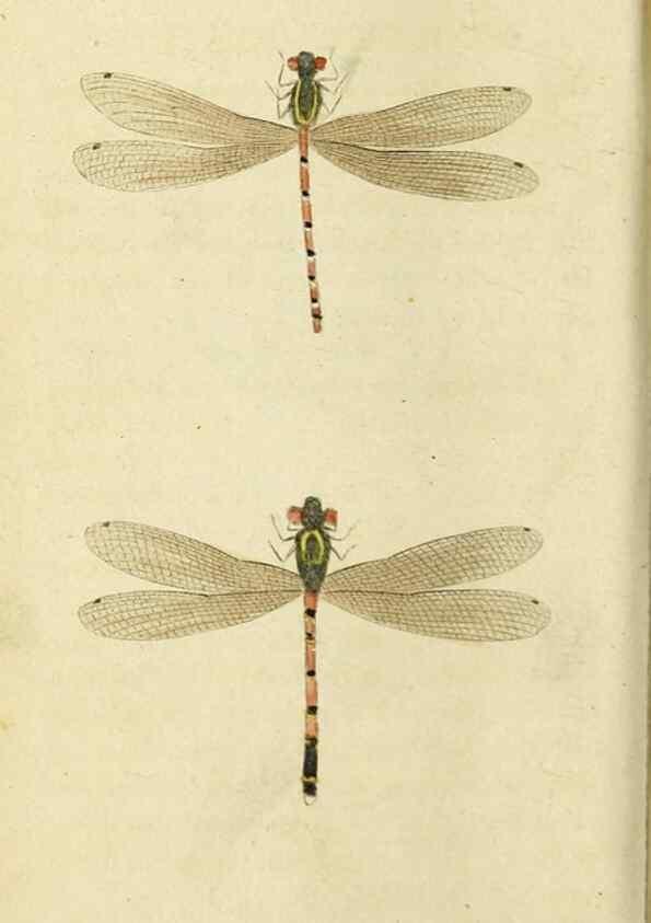 Reproducción/Reproduction 20143214022: The Naturalist's Pocket Magazine or compleat cabinet of the curiosities and beauties of nature.. London.