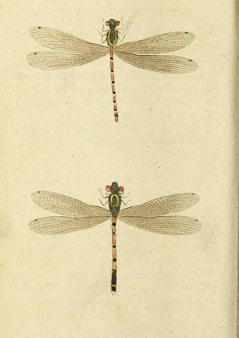 Reproducción/Reproduction 20143214022: The Naturalist's Pocket Magazine or compleat cabinet of the curiosities and beauties of nature.. London.