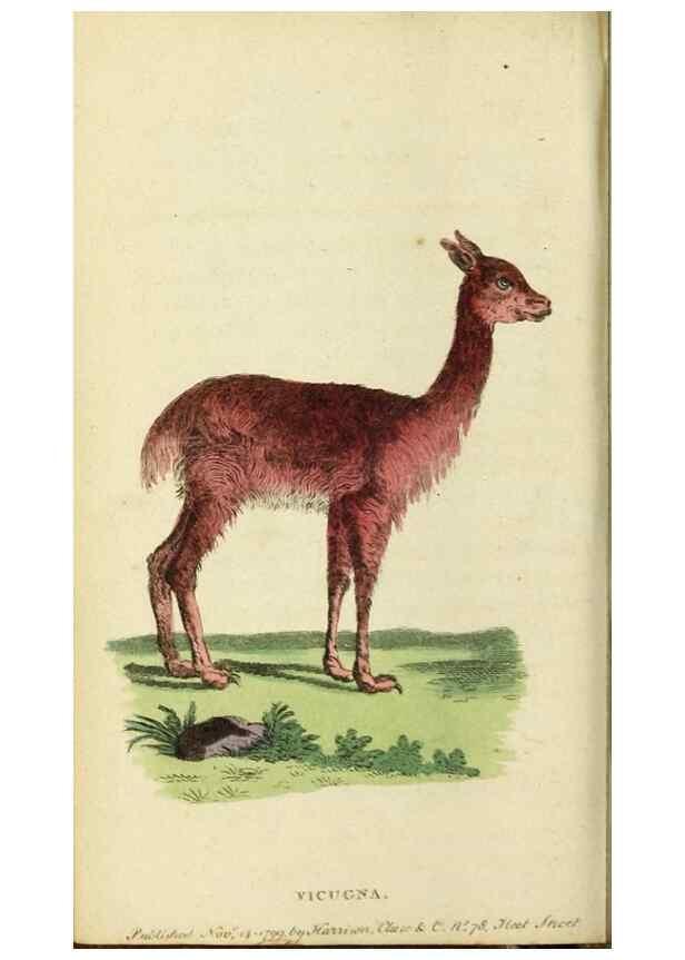 Reproducción/Reproduction 20156856321: The Naturalist's Pocket Magazine or compleat cabinet of the curiosities and beauties of nature.. London.