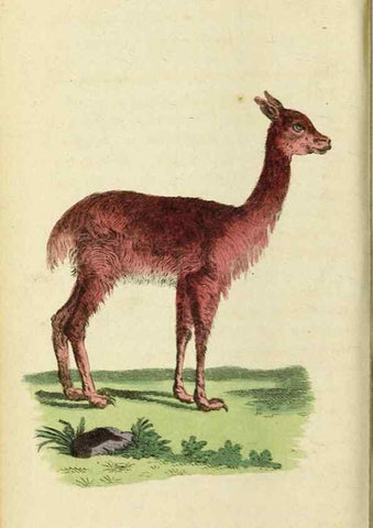 Reproducción/Reproduction 20156856321: The Naturalist's Pocket Magazine or compleat cabinet of the curiosities and beauties of nature.. London.