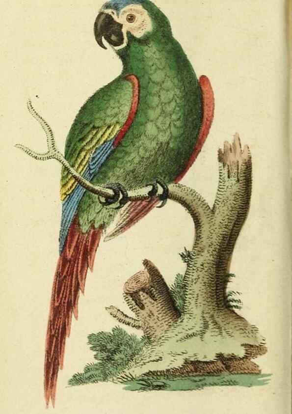 Reproducción/Reproduction 19963284280: The Naturalist's Pocket Magazine or compleat cabinet of the curiosities and beauties of nature.. London.