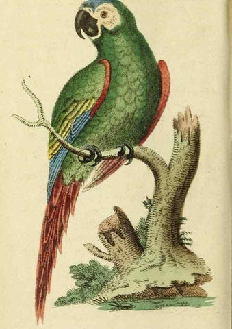 Reproducción/Reproduction 19963284280: The Naturalist's Pocket Magazine or compleat cabinet of the curiosities and beauties of nature.. London.