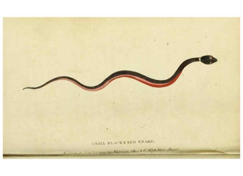 Reproducción/Reproduction 19964618679: The Naturalist's Pocket Magazine or compleat cabinet of the curiosities and beauties of nature.. London.