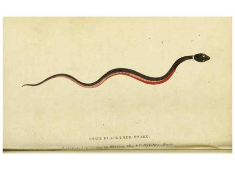 Reproducción/Reproduction 19964618679: The Naturalist's Pocket Magazine or compleat cabinet of the curiosities and beauties of nature.. London.