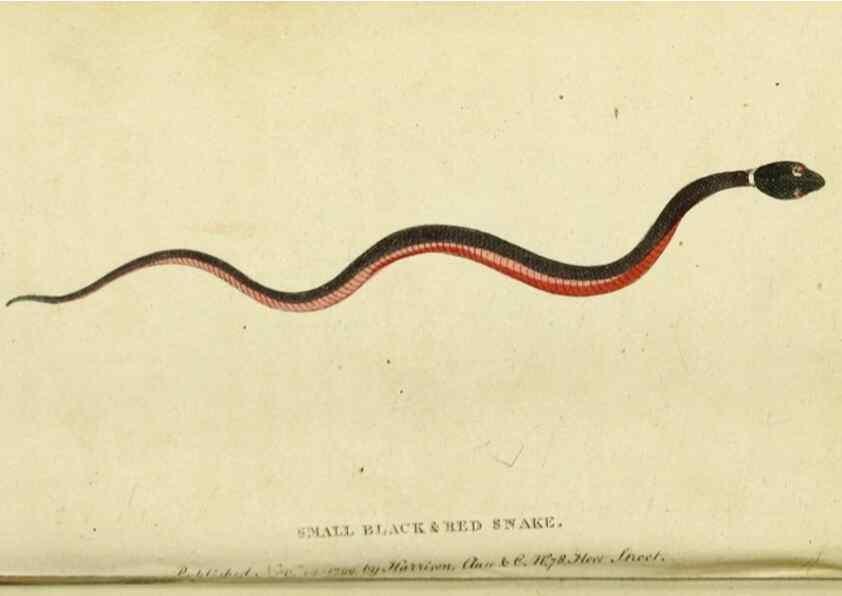 Reproducción/Reproduction 19964618679: The Naturalist's Pocket Magazine or compleat cabinet of the curiosities and beauties of nature.. London.