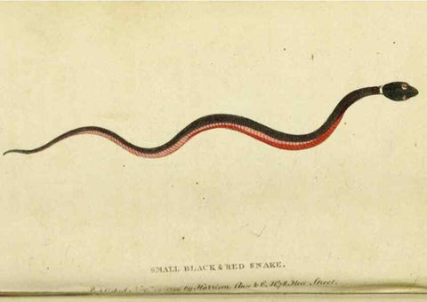 Reproducción/Reproduction 19964618679: The Naturalist's Pocket Magazine or compleat cabinet of the curiosities and beauties of nature.. London.
