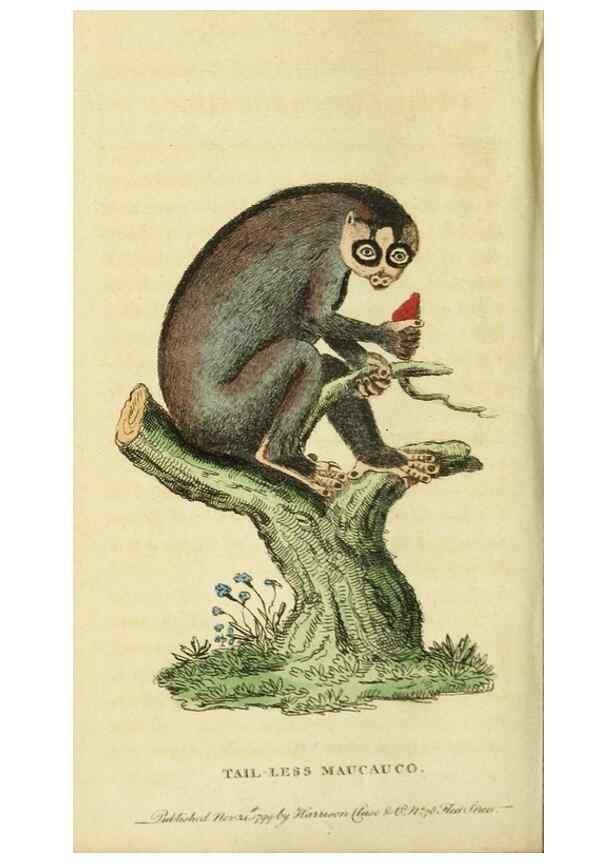 Reproducción/Reproduction 19530321483: The Naturalist's Pocket Magazine or compleat cabinet of the curiosities and beauties of nature.. London.