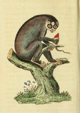 Reproducción/Reproduction 19530321483: The Naturalist's Pocket Magazine or compleat cabinet of the curiosities and beauties of nature.. London.