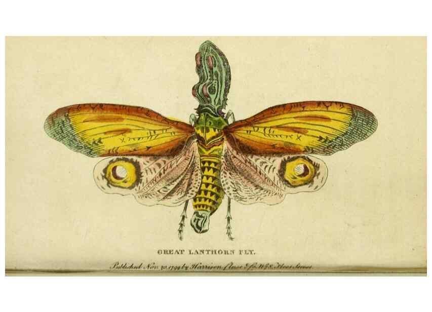 Reproducción/Reproduction 20156837341: The Naturalist's Pocket Magazine or compleat cabinet of the curiosities and beauties of nature.. London.