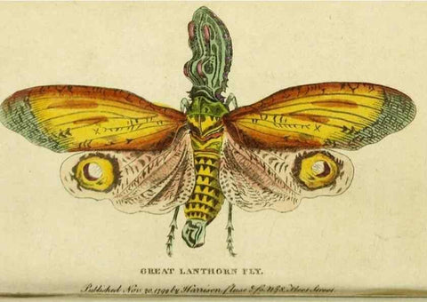 Reproducción/Reproduction 20156837341: The Naturalist's Pocket Magazine or compleat cabinet of the curiosities and beauties of nature.. London.