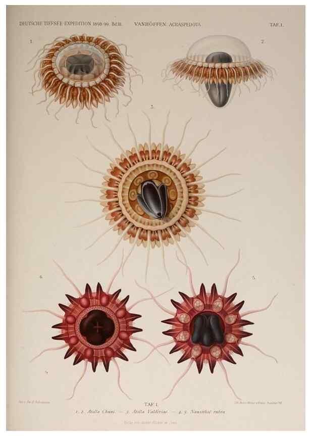 Reproducción/Reproduction 17840687966: Die acraspeden Medusen der deutschen Tiefsee-Expedition 1898-1899.. Jena,G. Fischer,1902