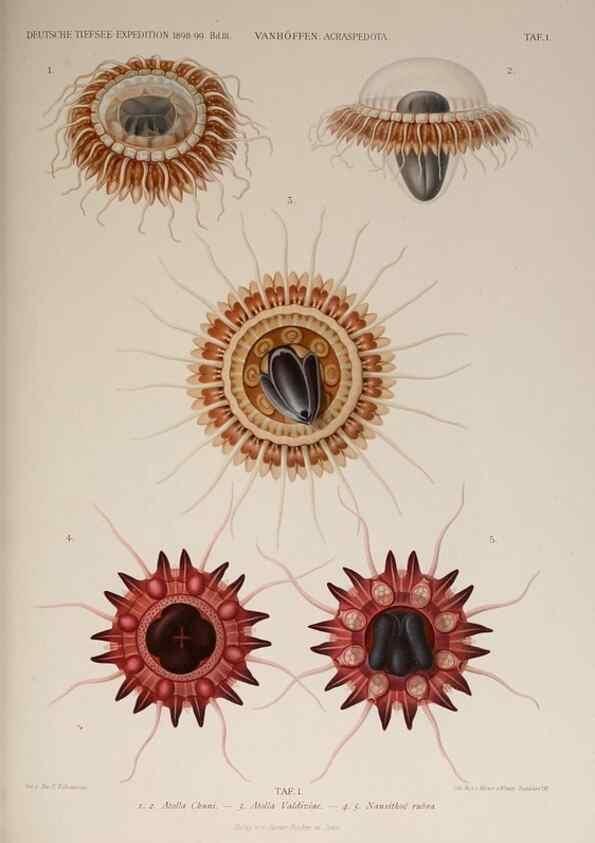 Reproducción/Reproduction 17840687966: Die acraspeden Medusen der deutschen Tiefsee-Expedition 1898-1899.. Jena,G. Fischer,1902