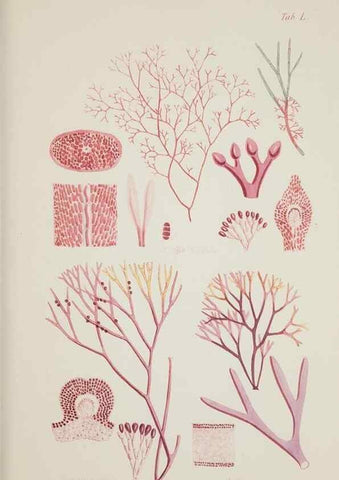 Reproducción/Reproduction 17644964400: Nereis australis, or Algae of the southern ocean :. London :Reeve Brothers,1847-1849.